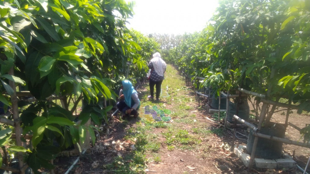 Apa langkah yang dapat diambil pemerintah untuk melindungi masyarakat dari dampak tekanan ekonomi AS